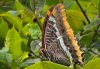Charaxes jasius