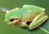 Hyla meridionalis