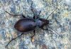 Carabus monticola