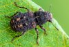 Ulorhinus bilineatus