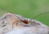 Cheiracanthium punctorium