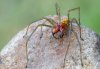 Cheiracanthium punctorium