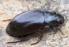 Hydrochara caraboides