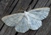 Cabera exanthemata