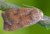 Noctua interjecta