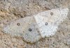 Cyclophora albipunctata