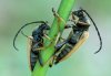 Zwei M�nnchen des Rothalsbockes (Stictoleptura rubra)