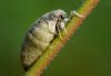Schlehen-B�rstenspinner