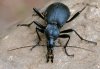 Der K�rnige Schaufell�ufer (Cychrus caraboides)