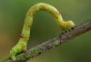 Raupe des Wei�fleck-Rindenspanners (Parectropis similaria)