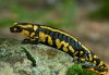Salamander