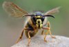 S�chsische Wespe - K�nigin