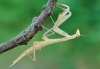 Mantis religiosa
