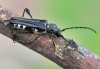 Stenopterus ater