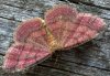 Scopula rubiginata