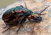 Pterostichus pilosus