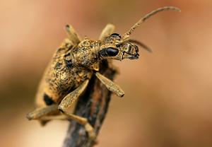 Schwarzfleckiger Zangenbock (Rhagium mordax), 26.02.2008