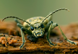 Schwarzfleckiger Zangenbock (Rhagium mordax), 02.03.2009
