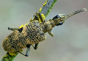 Schwarzfleckiger Zangenbock (Rhagium mordax), 01.03.2010