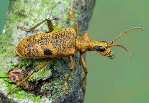 Schwarzfleckiger Zangenbock (Rhagium mordax), 08.04.2019