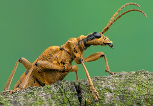 Schwarzfleckiger Zangenbock (Rhagium mordax), 08.04.2019