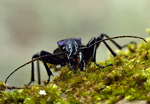 Dunkelblauer Laufkäfer (Carabus intricatus) &ndash; Foto 3