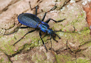 Dunkelblauer Laufkäfer (Carabus intricatus) &ndash; Foto 5