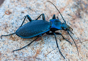 Dunkelblauer Laufkäfer (Carabus intricatus), 05.06.2012, Jabron