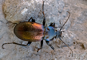 Hainlaufkäfer (Carabus nemoralis) – Foto 3