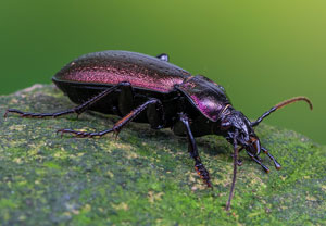 Hainlaufkäfer (Carabus nemoralis), 24.10.2022, Altenahr