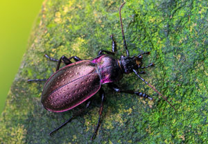 Hainlaufkäfer (Carabus nemoralis), 24.10.2022, Altenahr