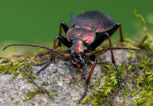 Zarter Bergwald-Laufkäfer (Carabus linnei), 22.08.2019, Koscielisko