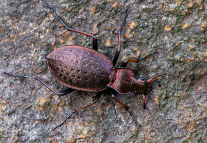 Zarter Bergwald-Laufkäfer (Carabus linnei), 19.08.2019, Koscielisko