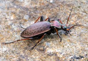 Zarter Bergwald-Laufkäfer (Carabus linnei), 19.08.2019, Koscielisko