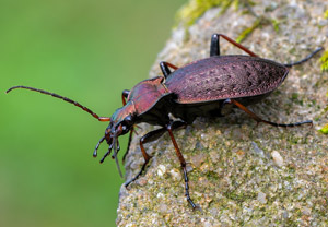 Zarter Bergwald-Laufkäfer (Carabus linnei), 22.08.2019, Koscielisko