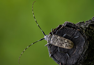 Schneiderbock (Monochamus sartor), 21.08.2019