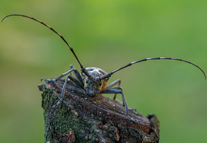 Schneiderbock (Monochamus sartor), 19.08.2019