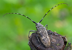 Schneiderbock (Monochamus sartor), 19.08.2019