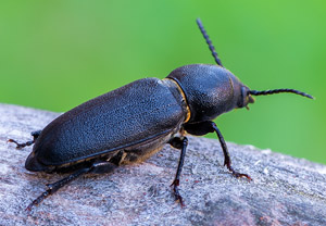 Waldbock (Spondylis buprestoides), 18.08.2019, Wyry