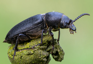 Waldbock (Spondylis buprestoides), 13.07.2020, Wyry