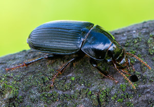 Harpalus froelichii, 18.08.2019, Wyry