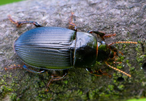 Harpalus froelichii, 18.08.2019, Wyry