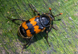 Gemeiner Totengräber (Necrophorus vespillo), 07.08.2024, Wyry