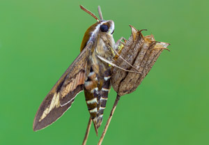 Labkrautschwärmer (Hyles gallii), 08.08.2019, Wyry