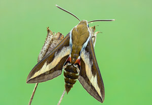 Labkrautschwärmer (Hyles gallii), 08.08.2019, Wyry