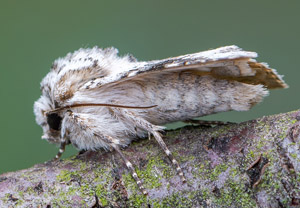 Hasenlatticheule (Hecatera bicolorata), 30.07.2019