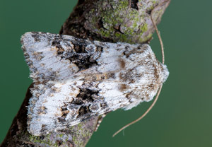 Hasenlatticheule (Hecatera bicolorata), 30.07.2019