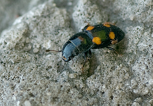 Gartenglanzkäfer (Glischrochilus hortensis), 15.04.2009, Wyry