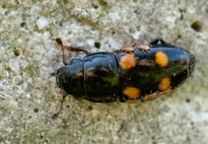 Gartenglanzkäfer (Glischrochilus hortensis)