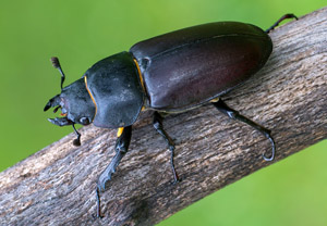 Hirschkäfer (Lucanus cervus), 02.08.2018